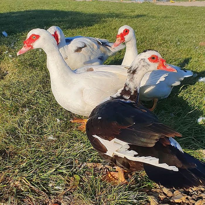 Muscovy ducks