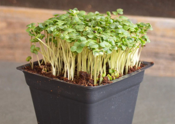 Sulforaphane Mix 