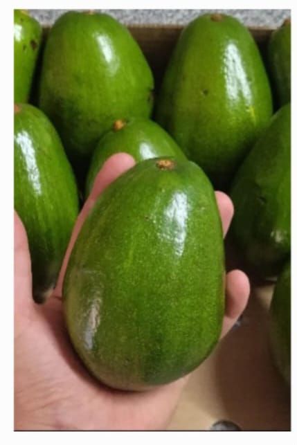 Avocados