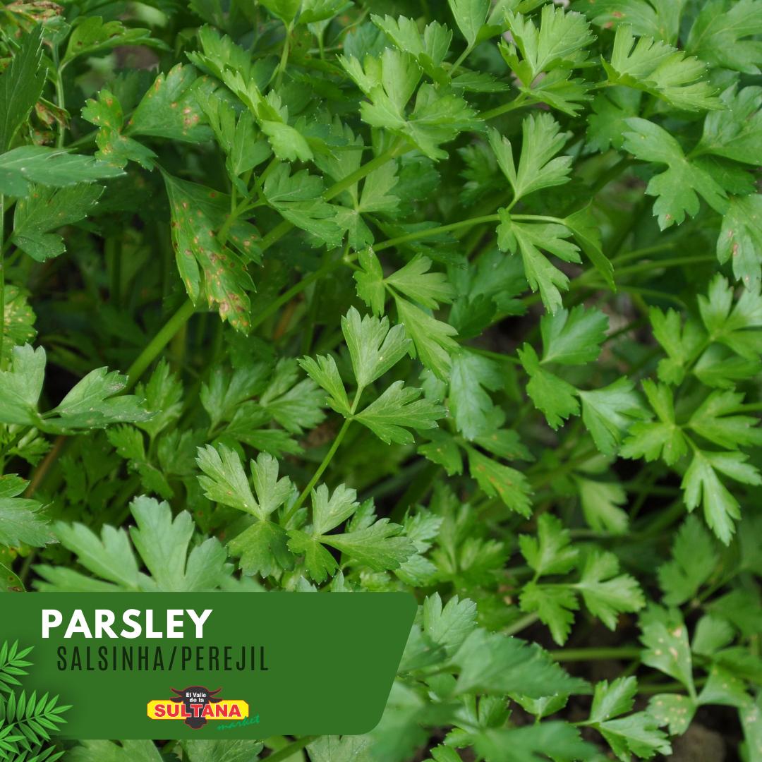 Parsley 