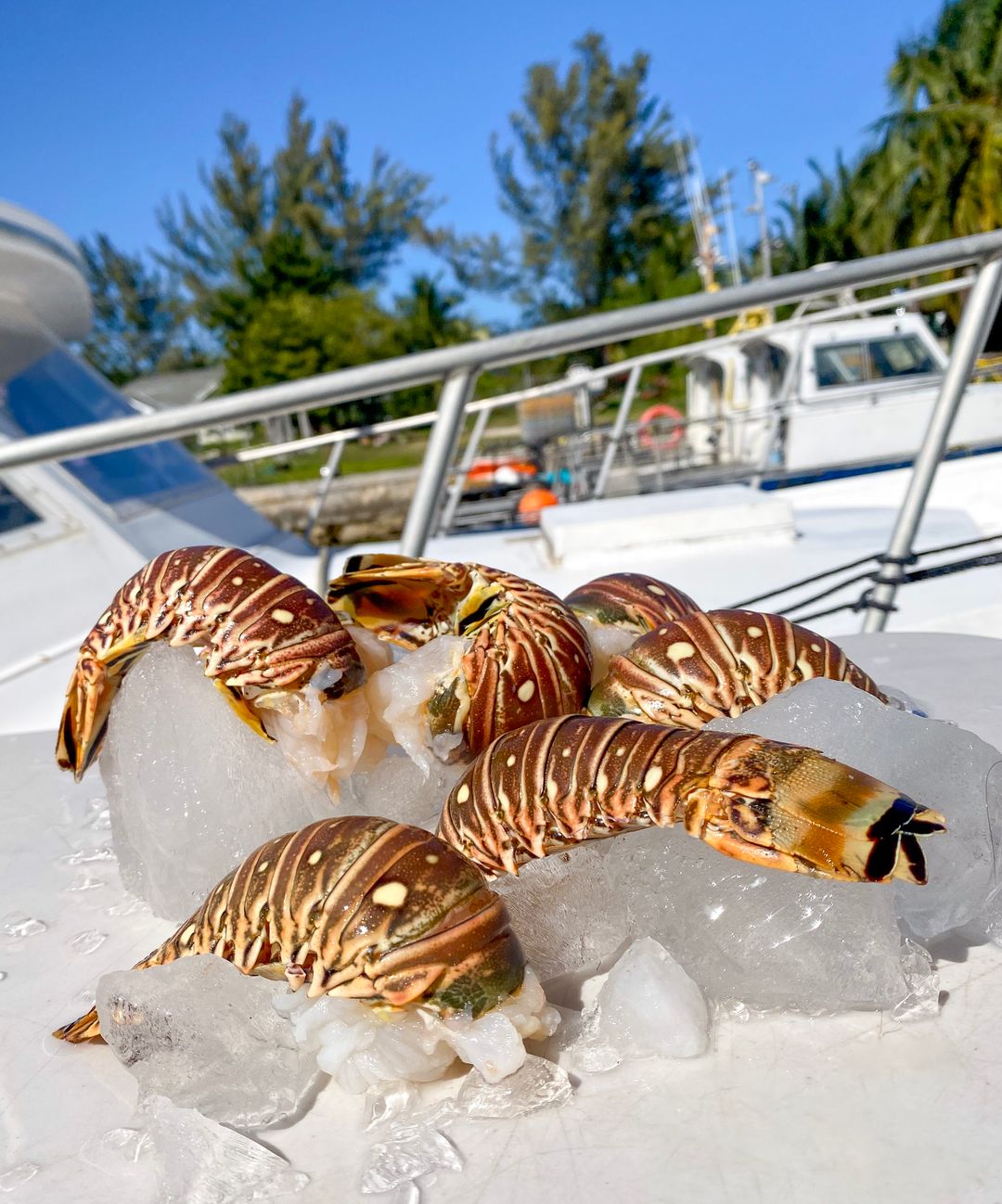 Lobster Tails (2lbs)