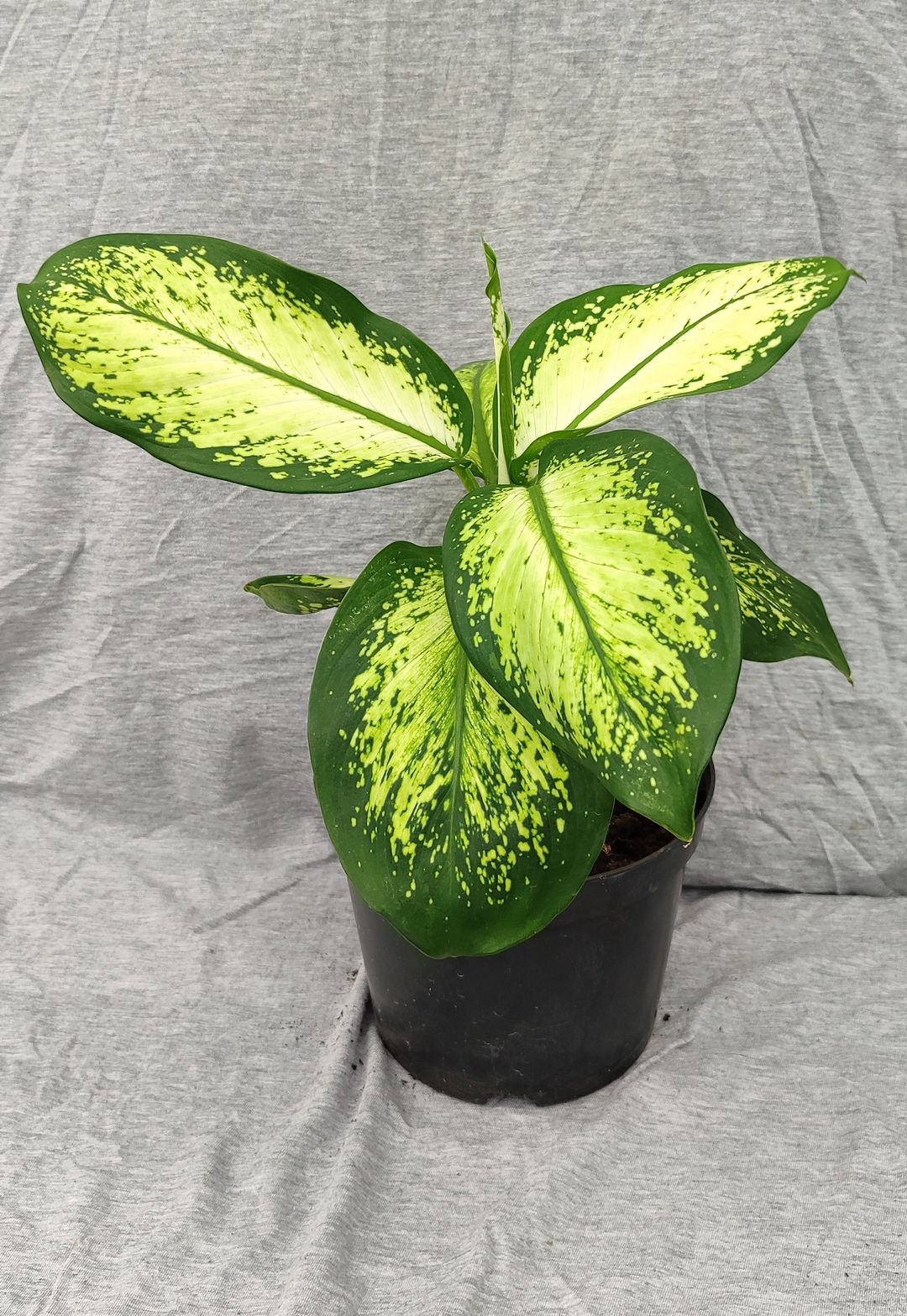 Dieffenbachia 