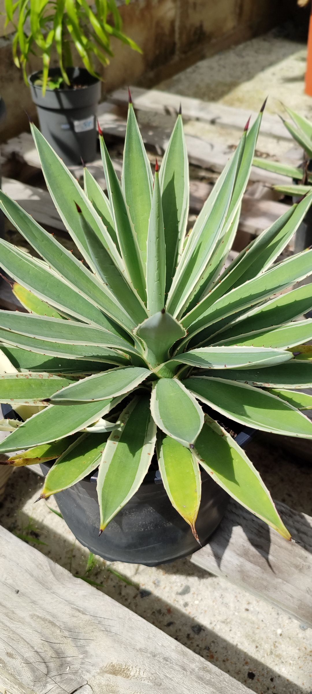 Agave angustifolia