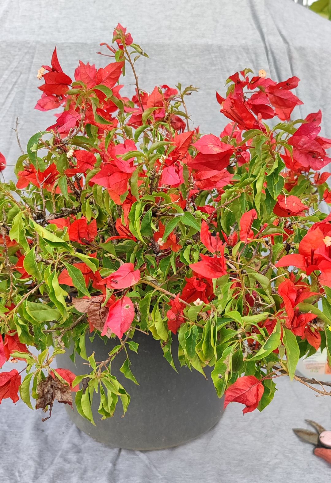 Bougainvillea