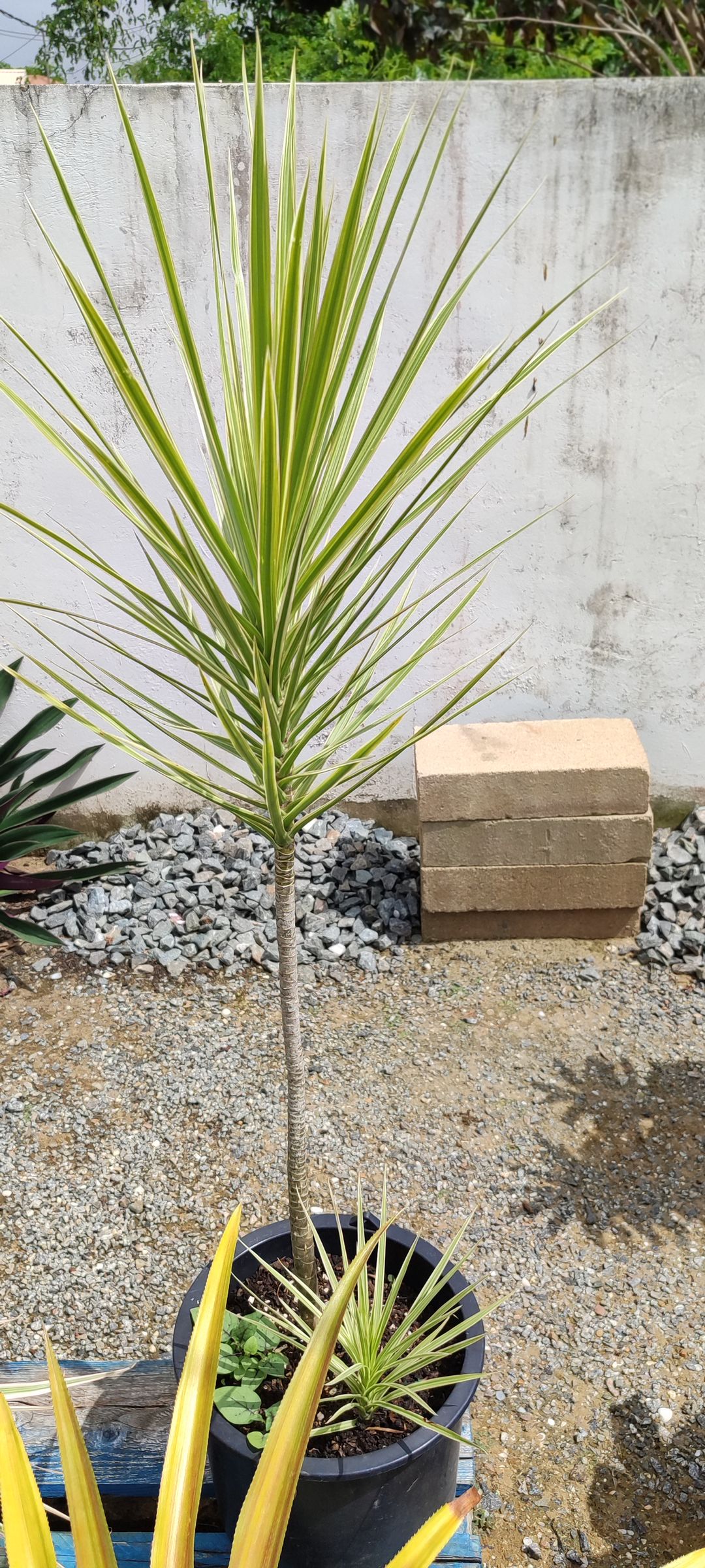 Dracaena