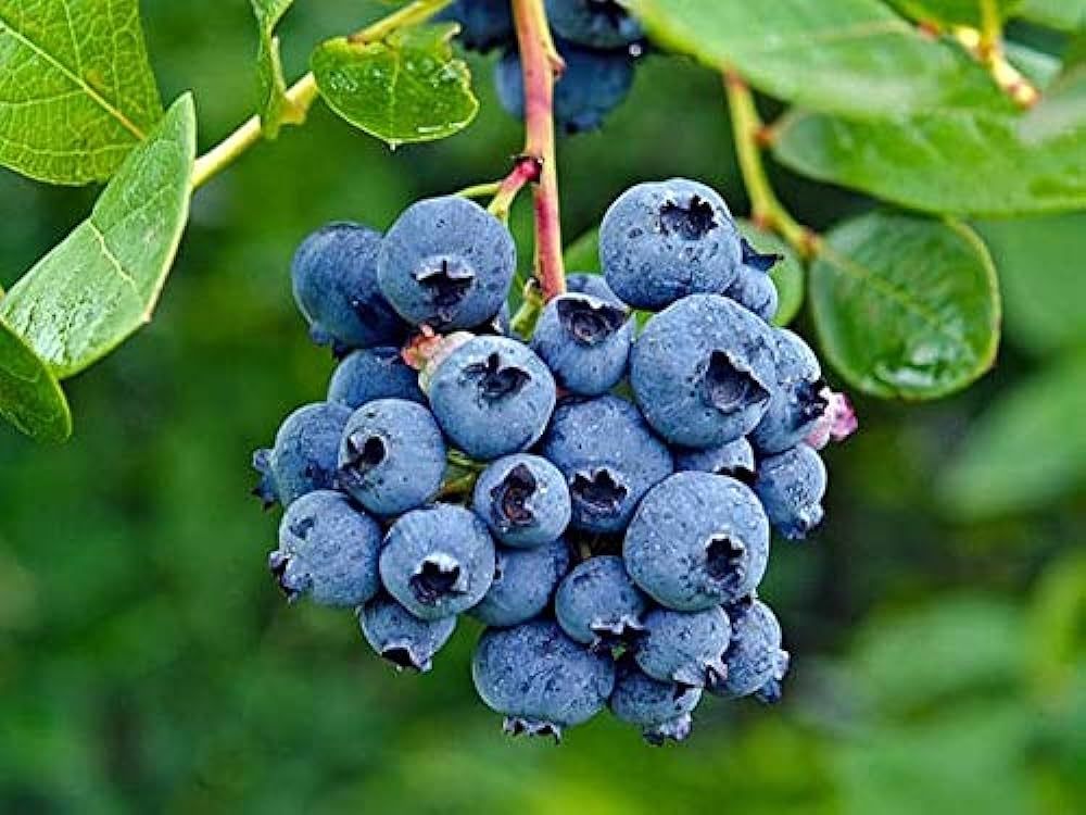 BLUEBERRY (LOCAL) 1KG