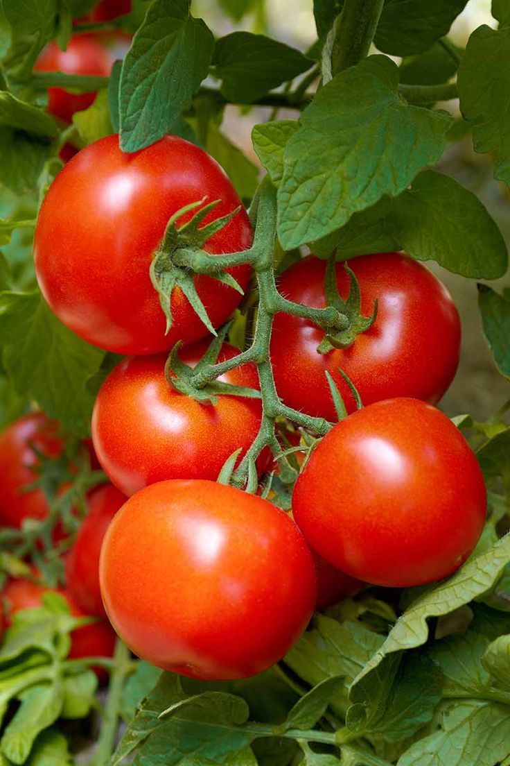 Tomatoes