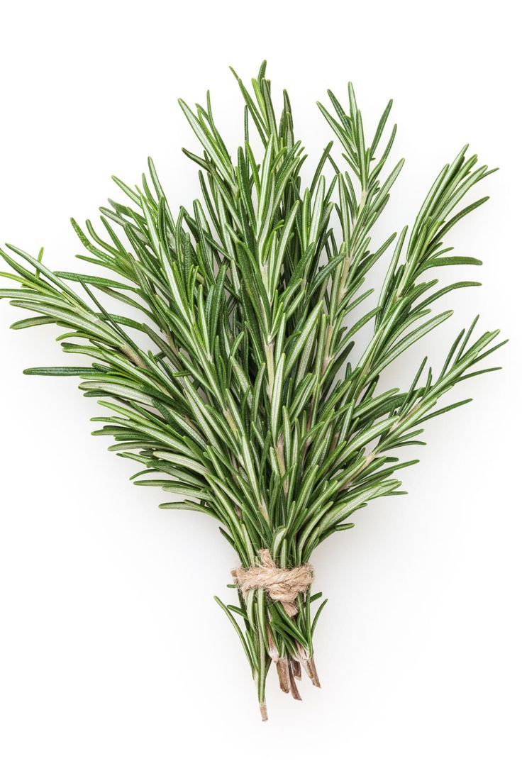 Rosemary