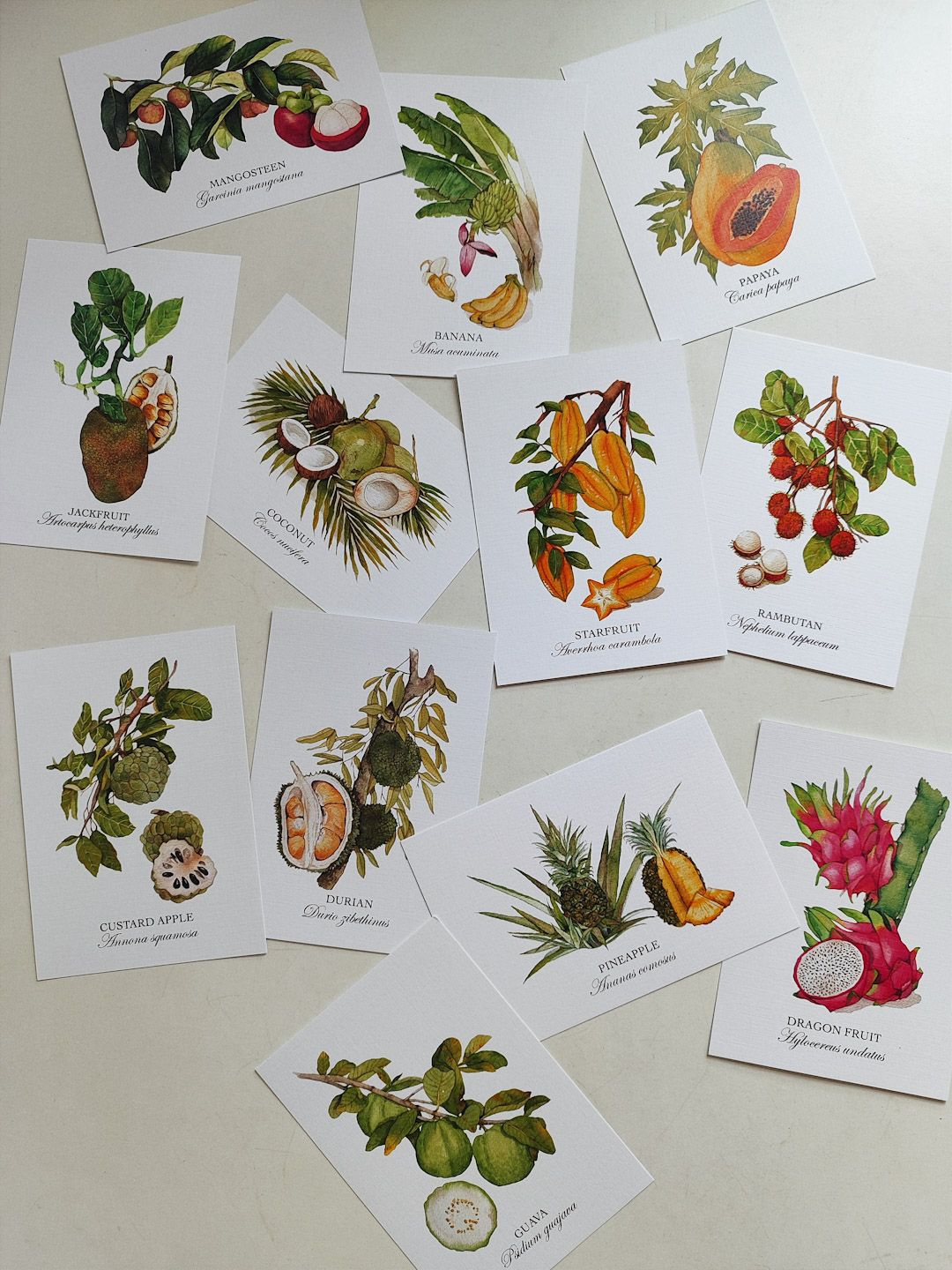 Fruits of Singapore Postcard set (Set of 12)