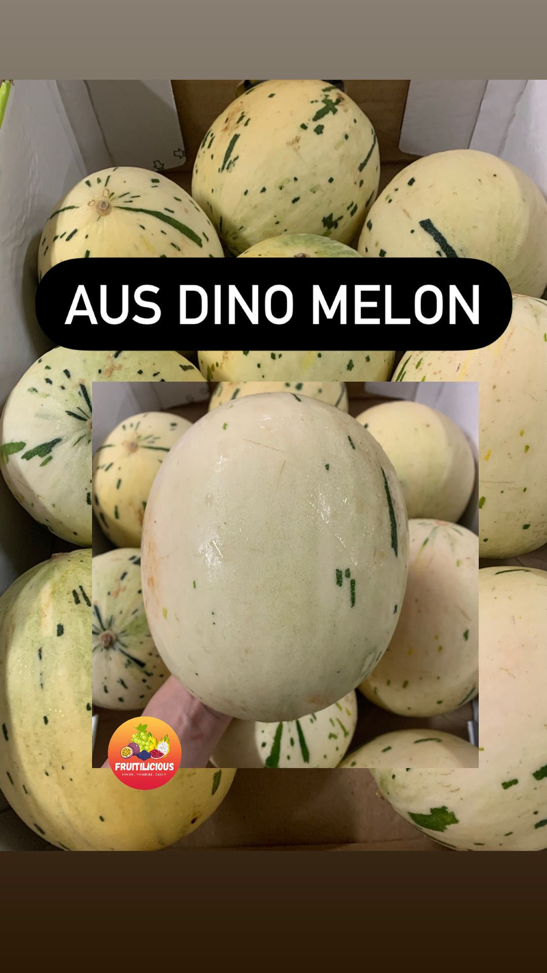 AUS DINO MELON (M)