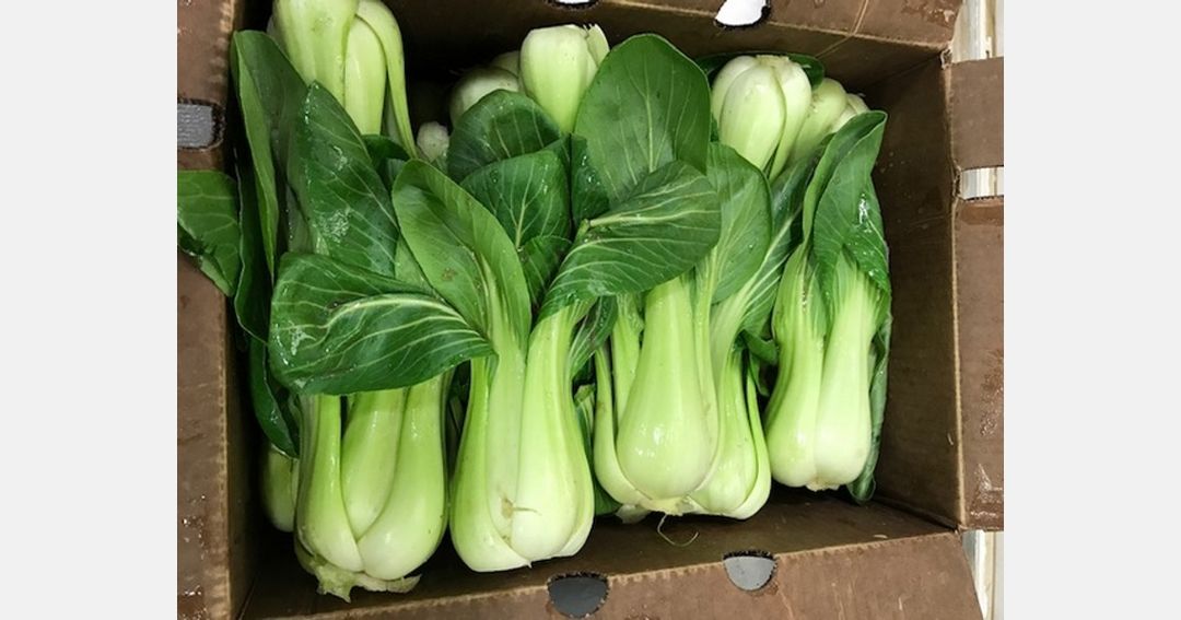 Bok Choy Baby 30lbs
