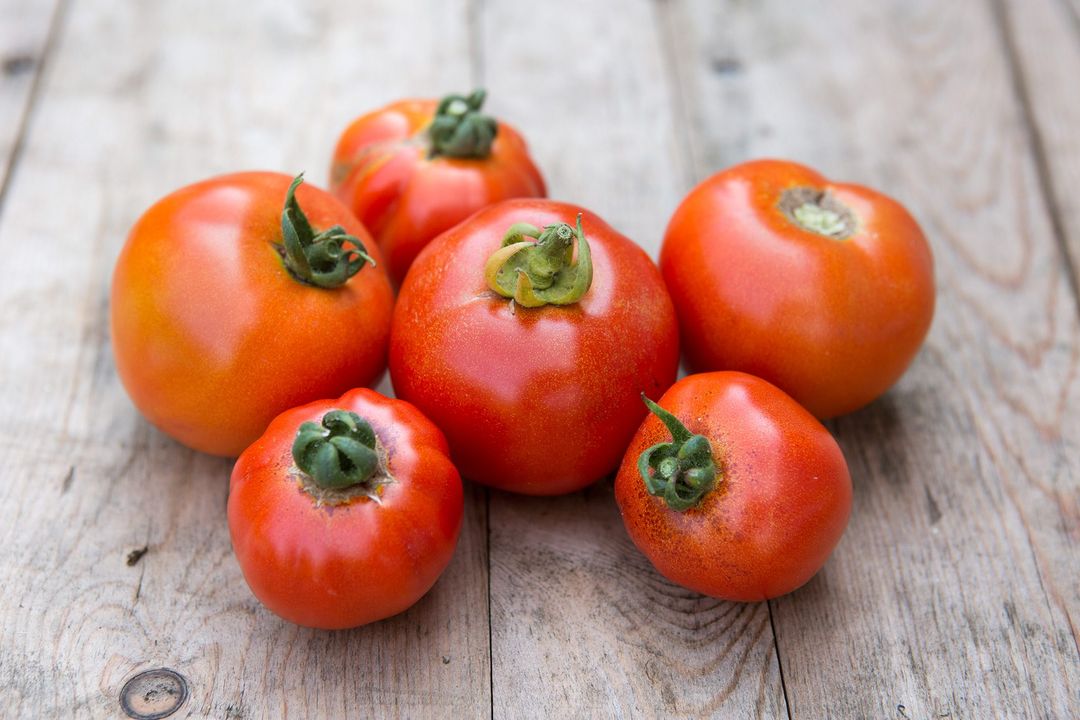 TomatoTomato 