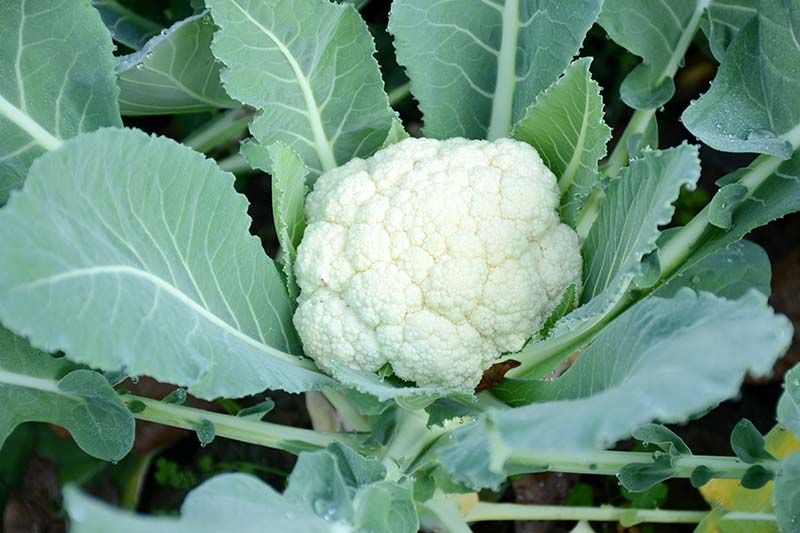 Cauliflower 