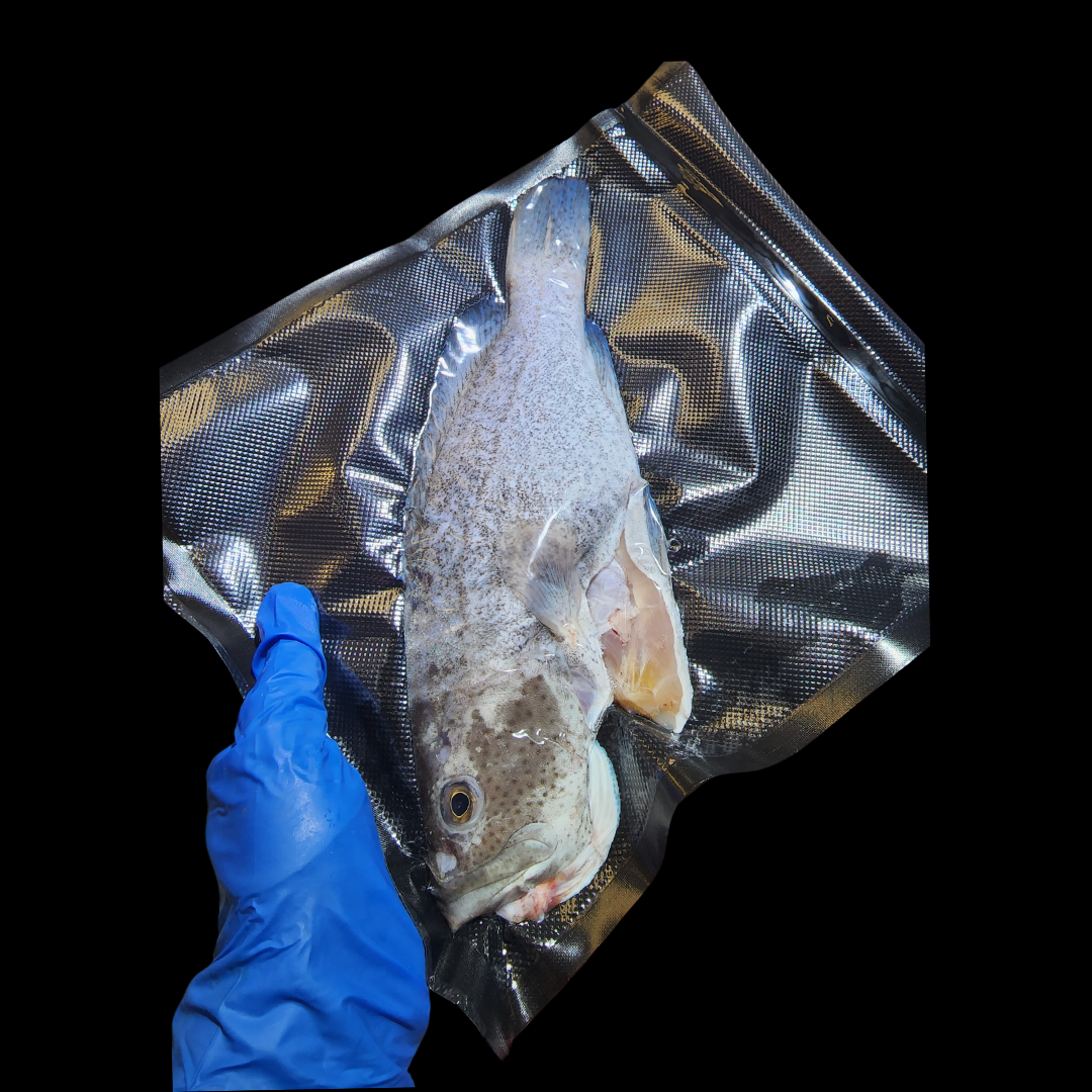 游水藍瓜子斑🐟(大/細Size)