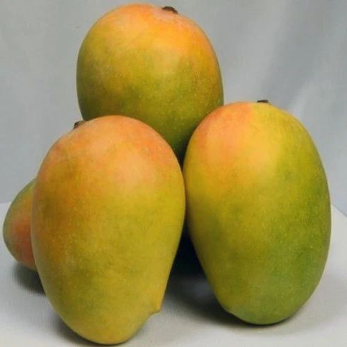 Kesar Mango (Small)