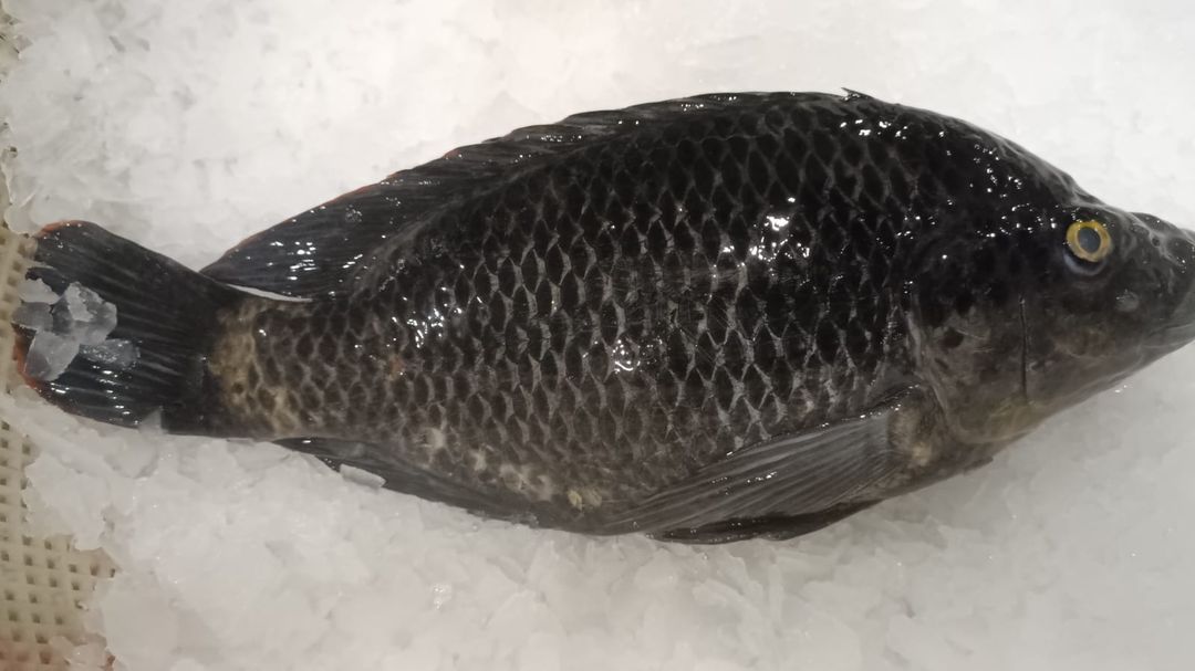 罗非鱼/尼罗黑/Tilapia