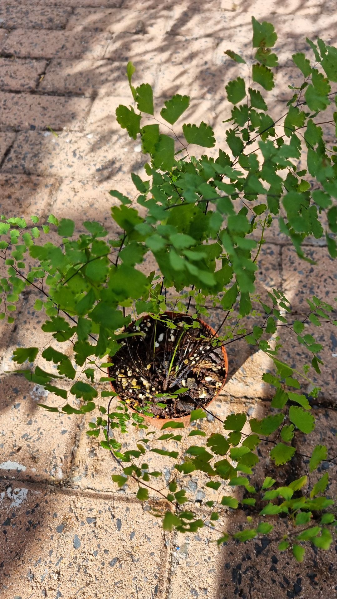 Maidenhair Fern - 12cm 