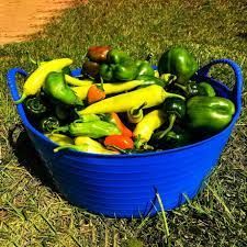 Basket Bundle - Herbs