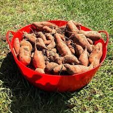 Basket Bundle - Roots Vegetable