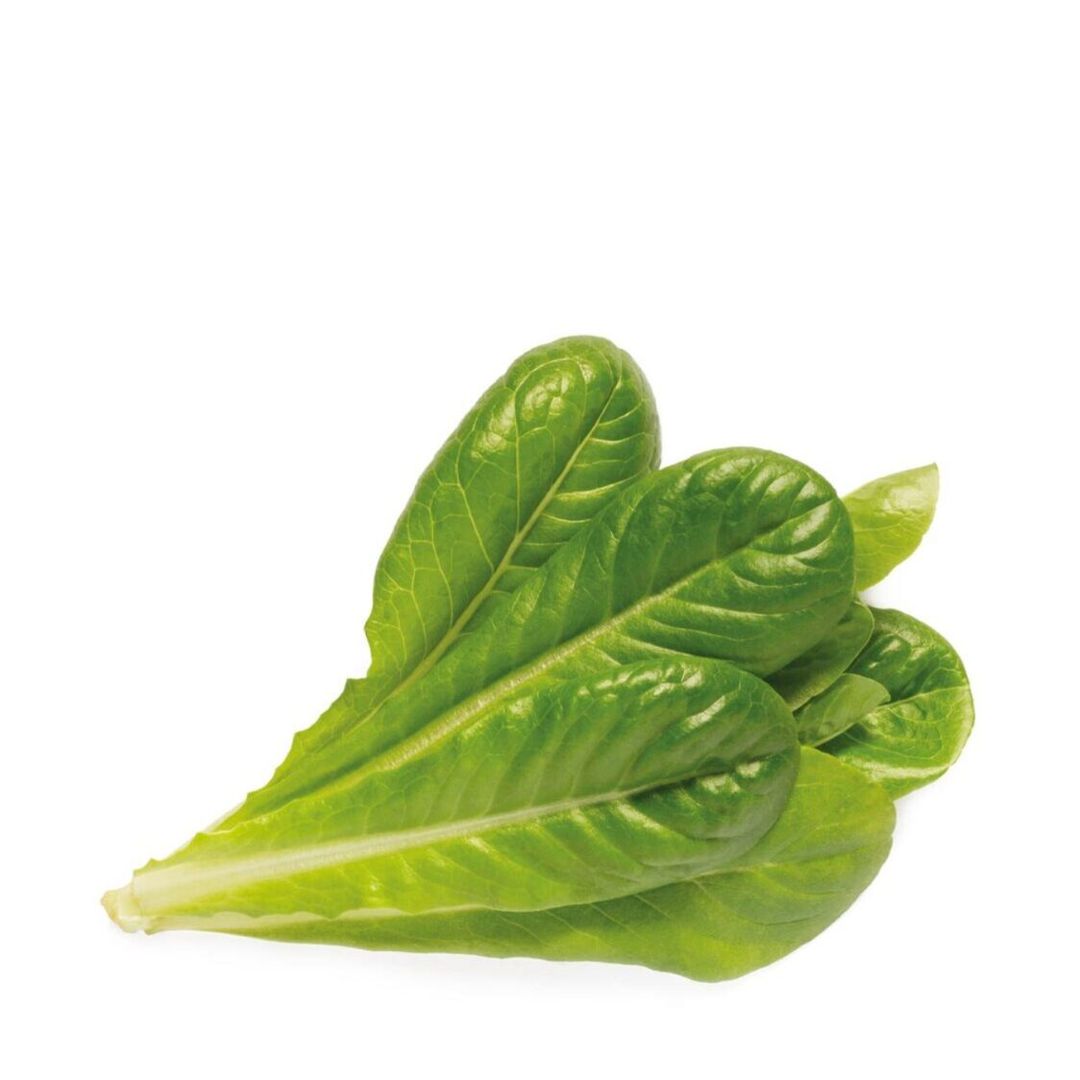 Romaine Lettuce 