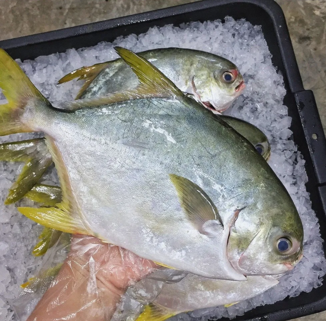 Bawal Emas (Golden Pomfret)