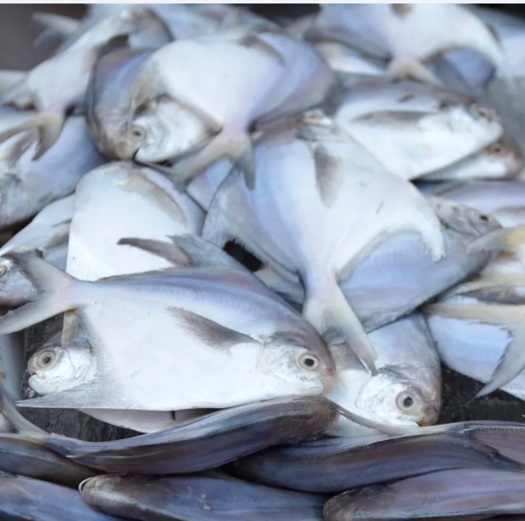 Bawal Putih (Silver Pomfret)