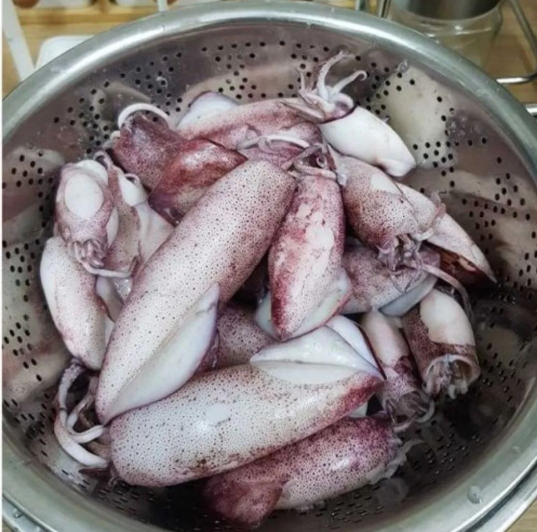 Sotong Putih