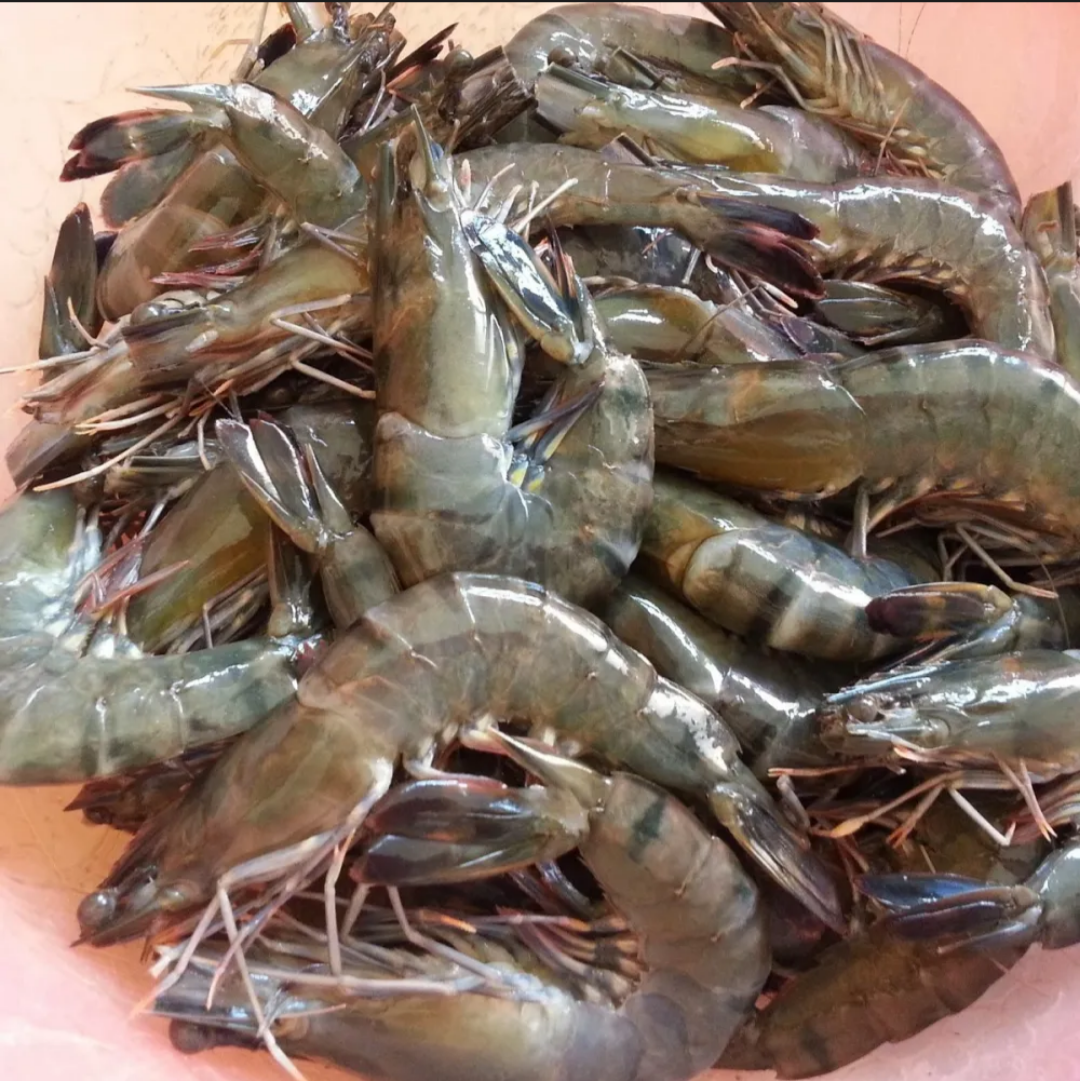 Udang Harimau