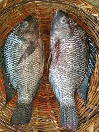 1kg whole tilapia fish 