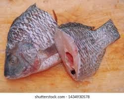 Whole tilapia fish 