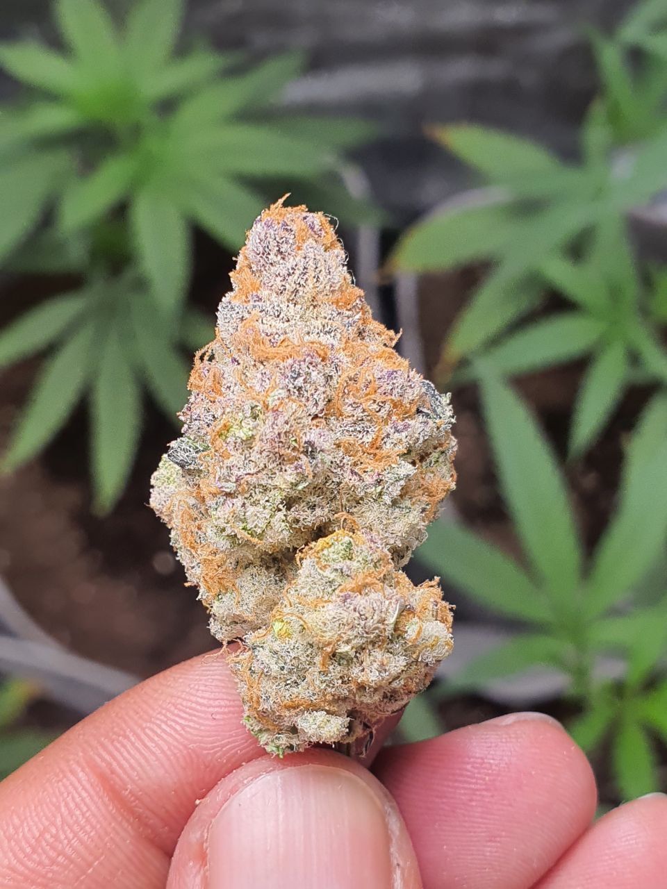 Strawberry Banana 