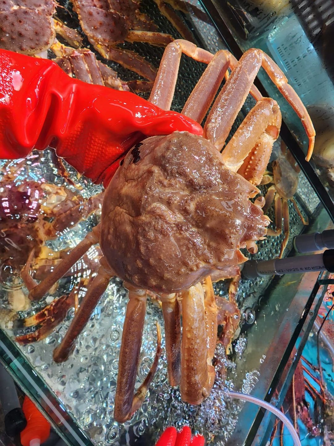 🦀日本松葉蟹🦀