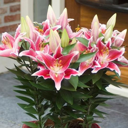 Fresh Cut Flowers Lily