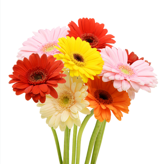 Fresh Cut Flowers Gerbera Daisies