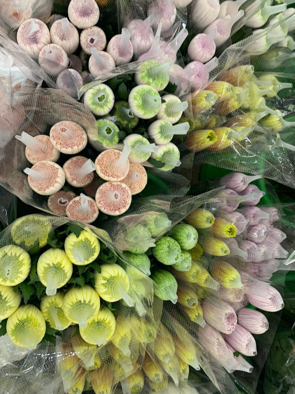 Fresh Cut Flowers Spider Mums