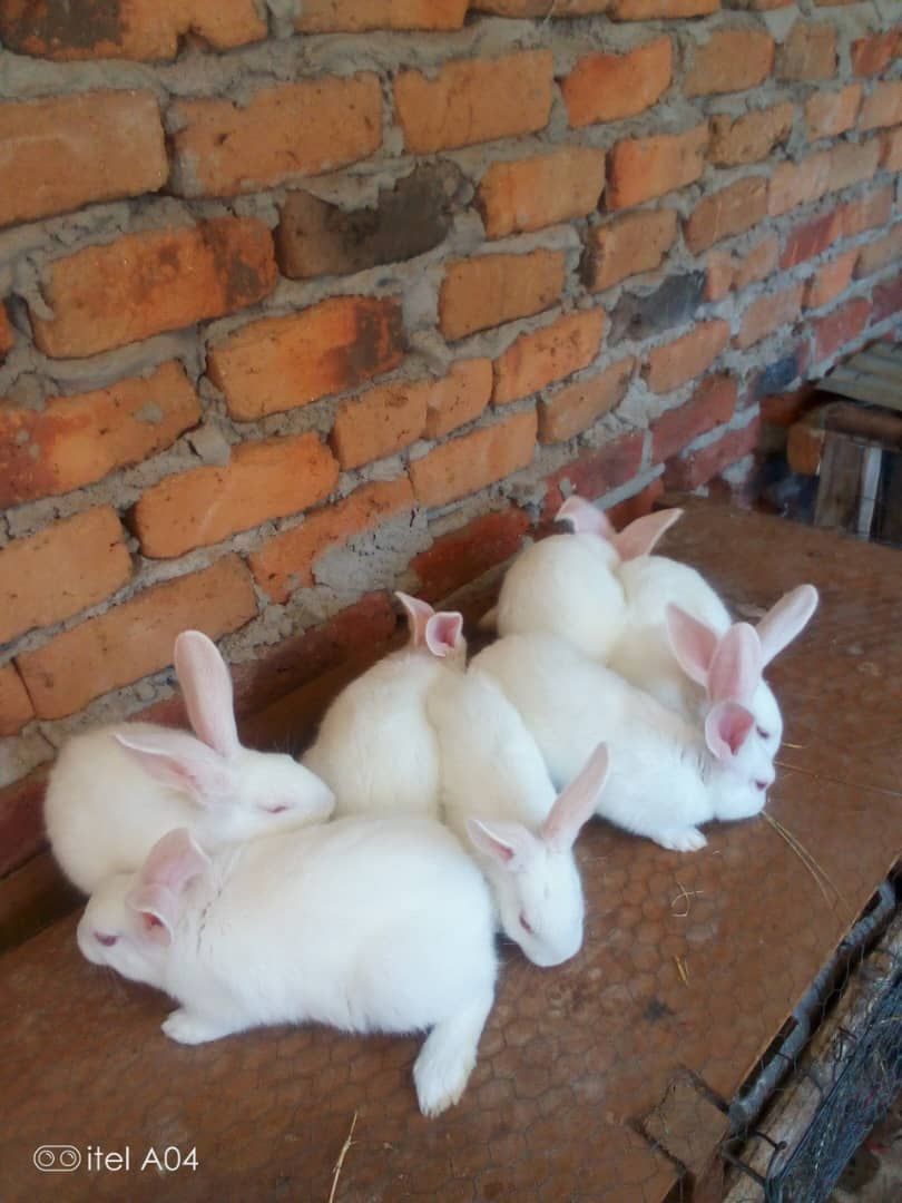 Rabbit weaners 