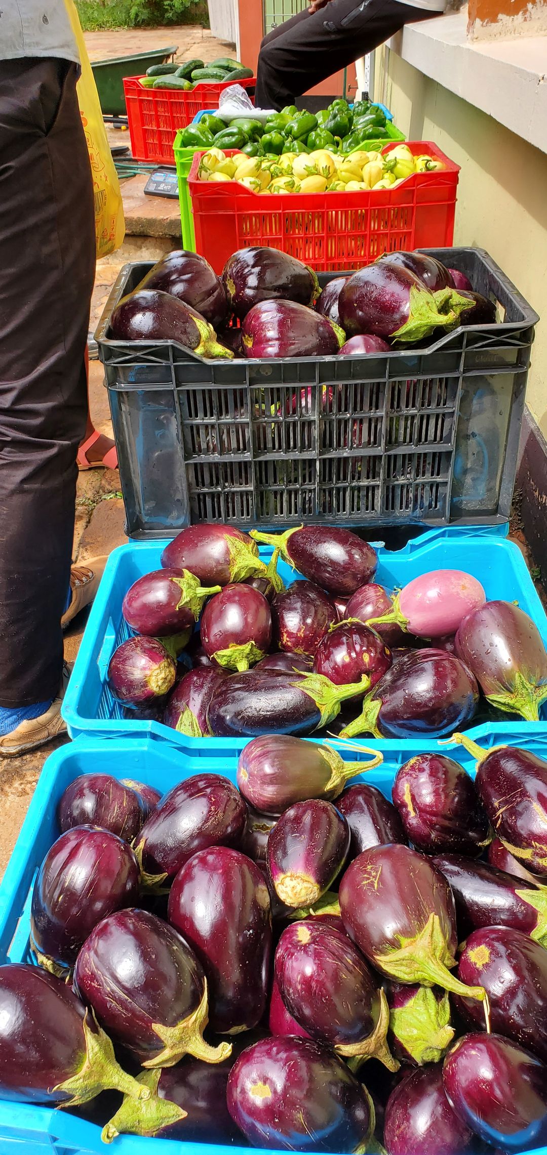 Eggplant 