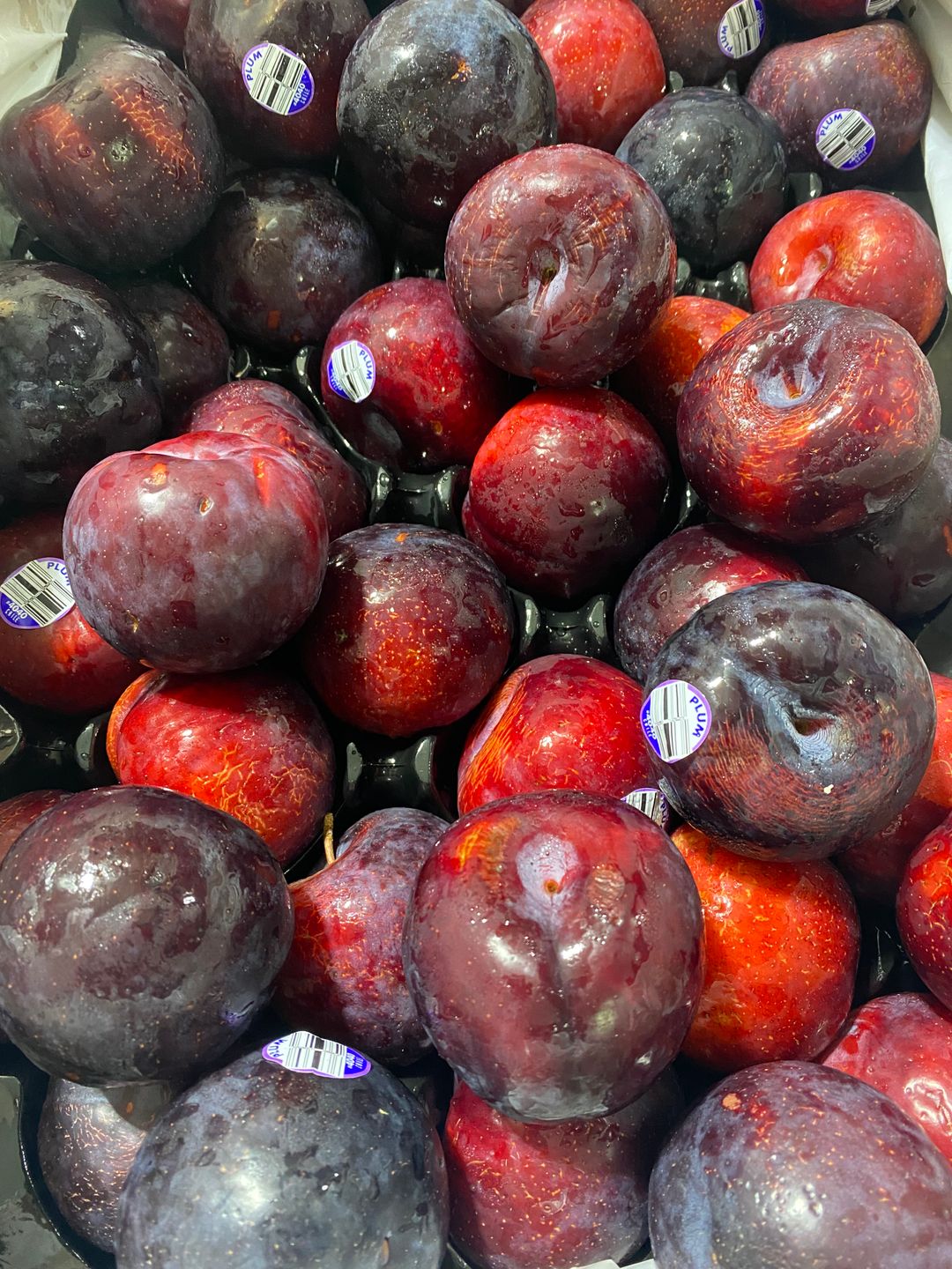 Aust Queen Garnet Plum