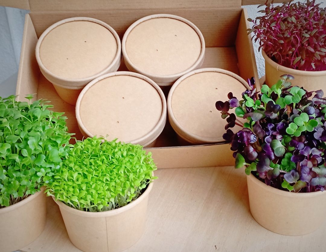 4 Tubs Grow Your Own Microgreens Starter Kit