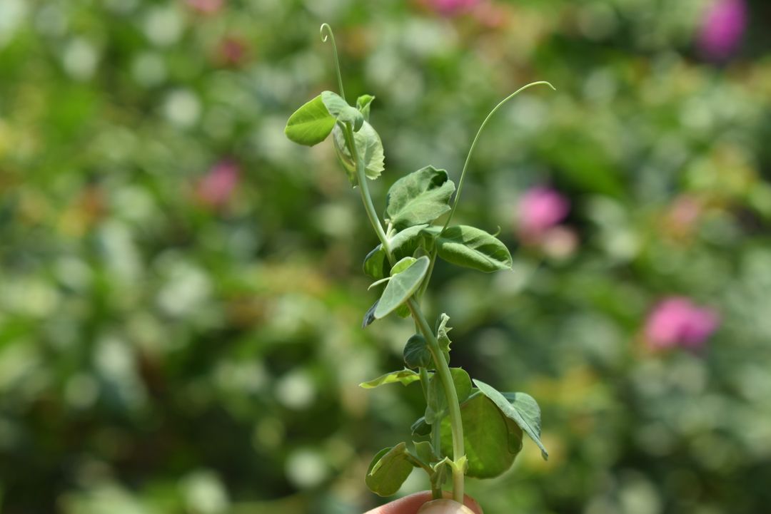 MICROGREENS DE CHÍCHARO