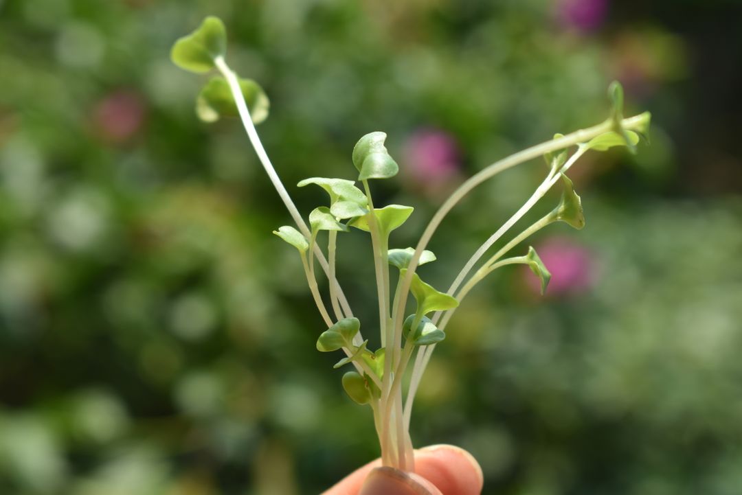 MICROGREENS DE BRÓCOLI