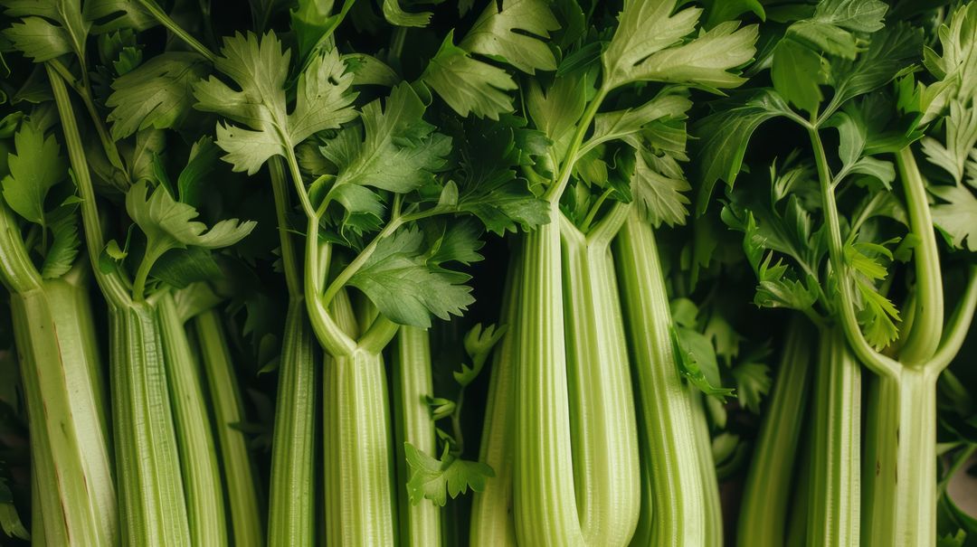 Table, Celery, Bulk