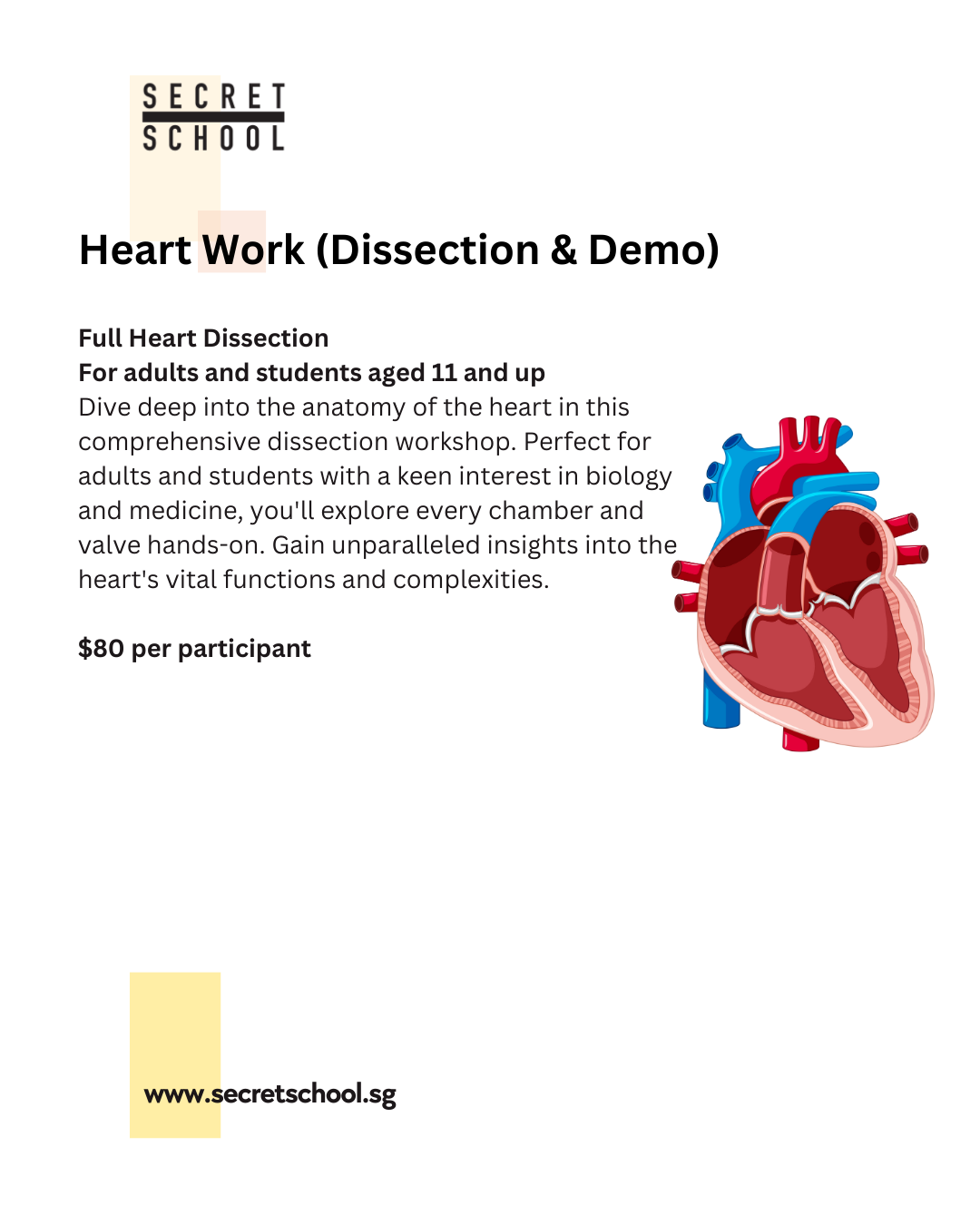 Heart Work Dissection Workshop for Adults & Students (11yo and up)- Sat 15 Feb 2025, 9.30am to 11.30am