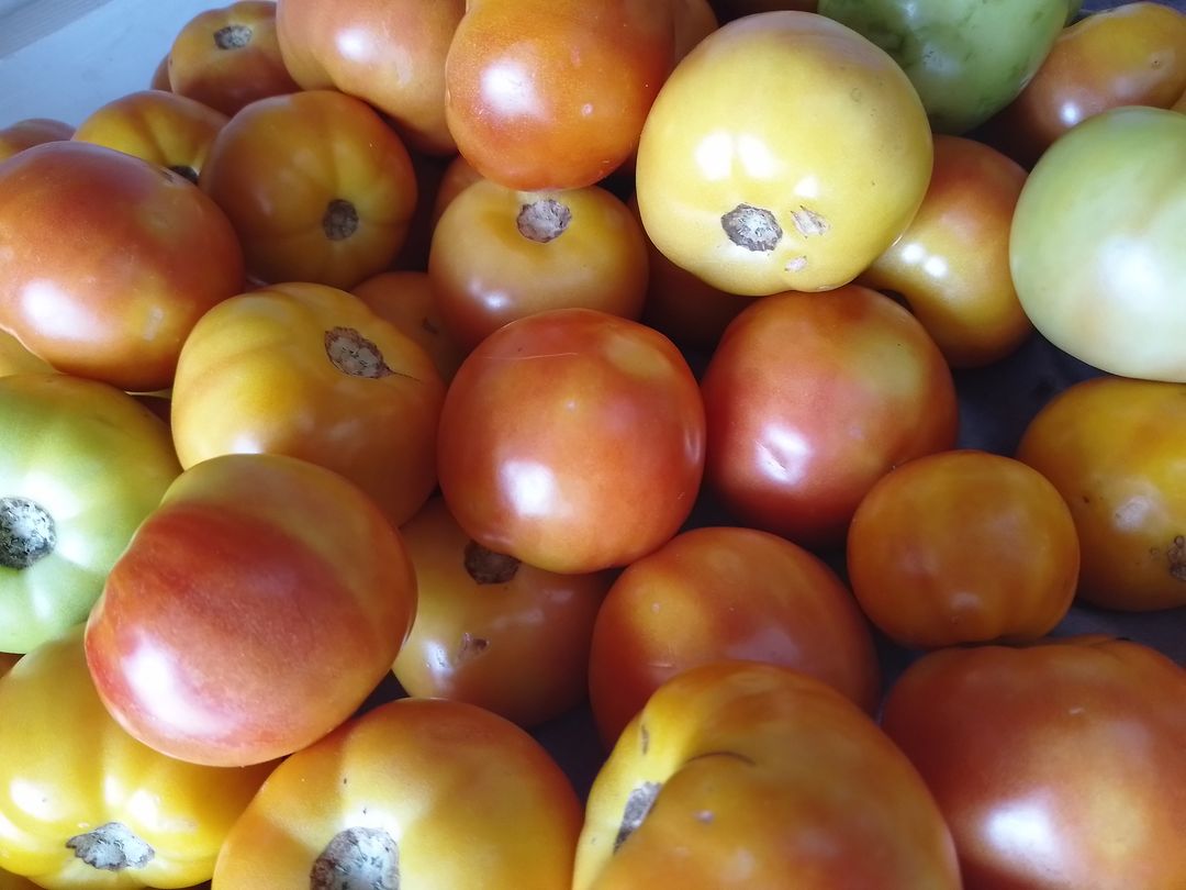 Local tomatoes 