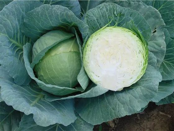 Cabbage 