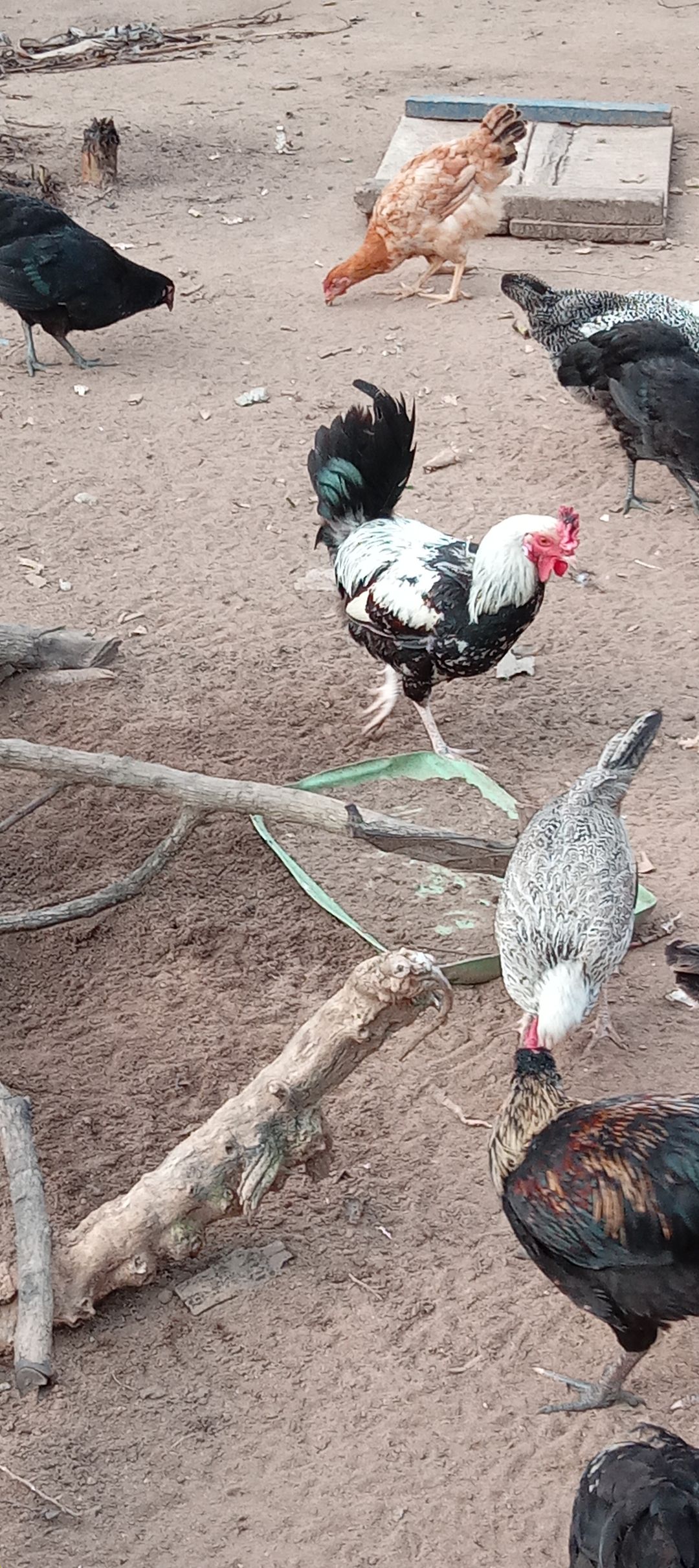 Poulet africain (Bicyclette)