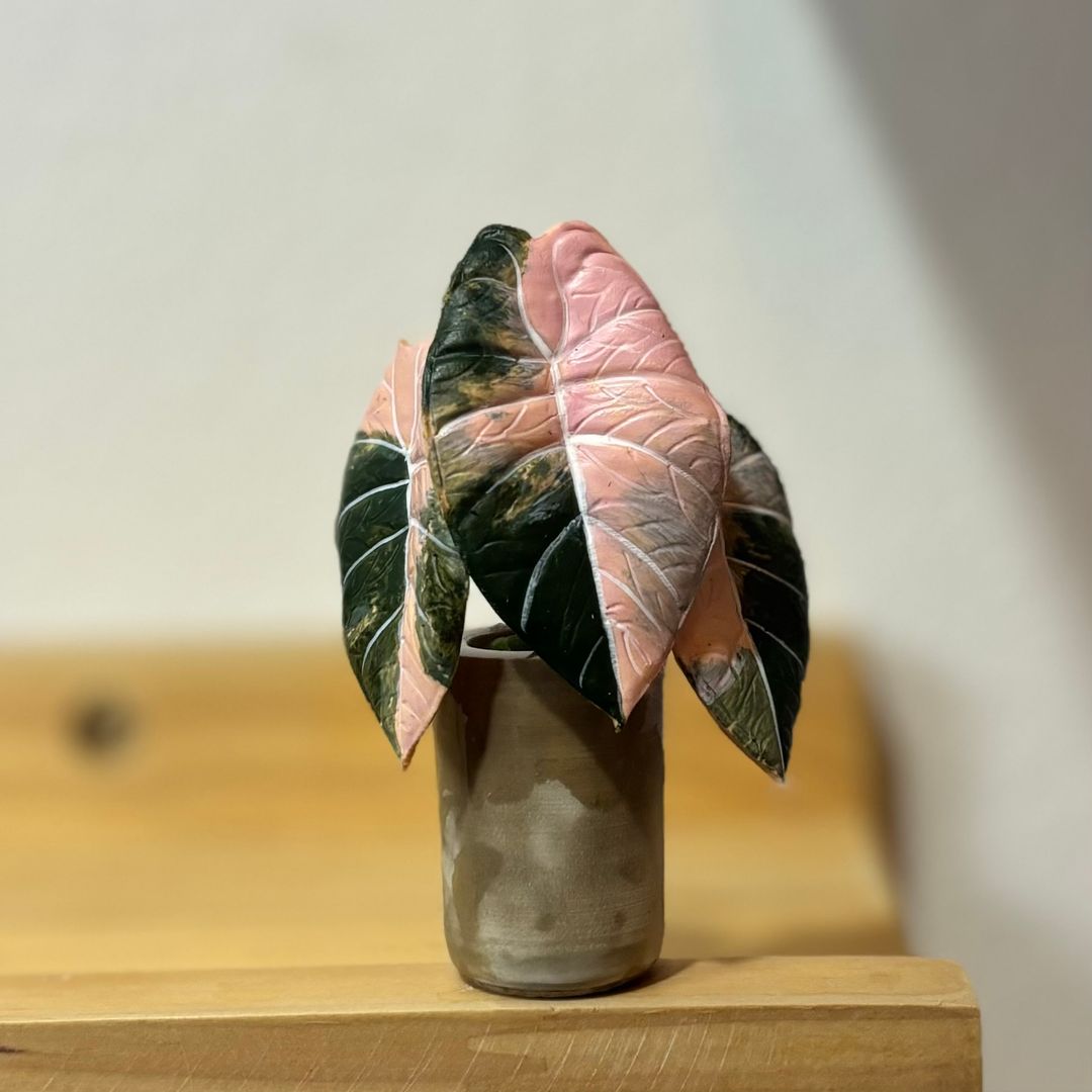 Alocasia Black Velvet Pink