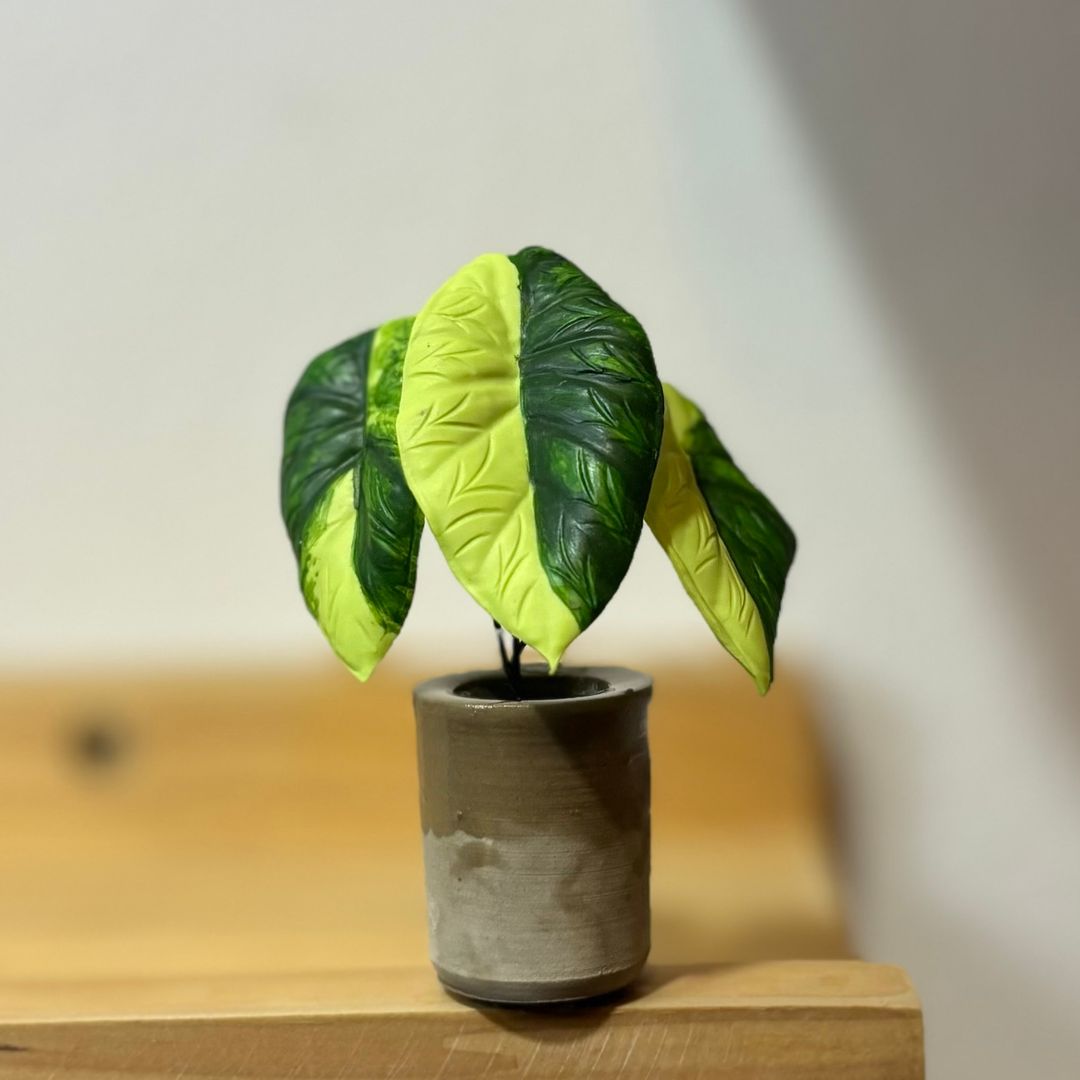 Alocasia Dragon Scale Variegated