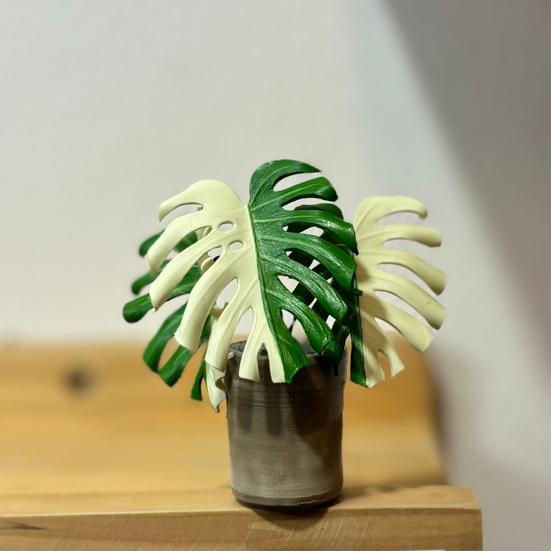 Monstera Albo