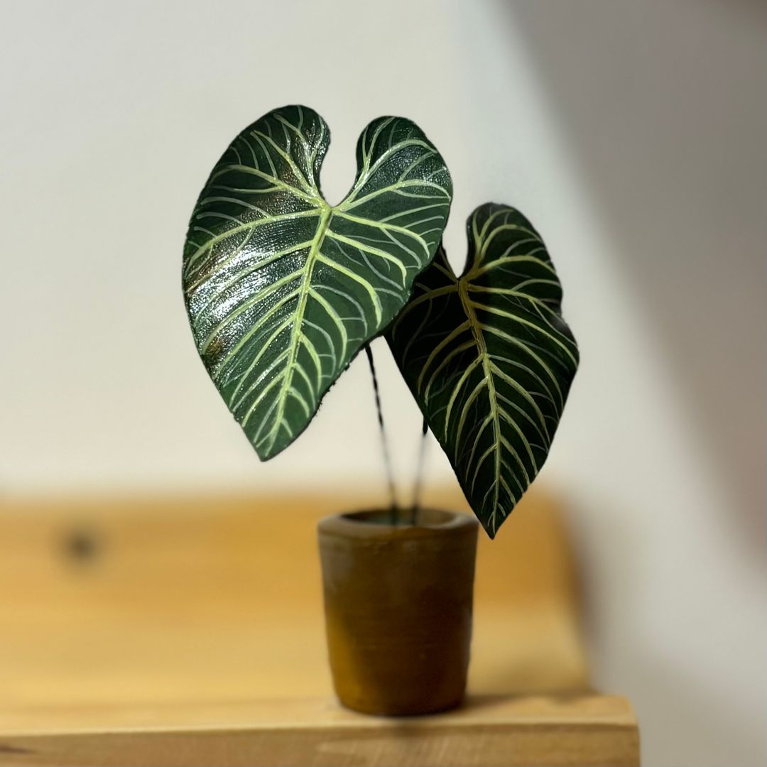 Anthurium Regale